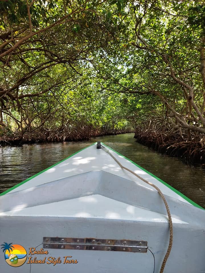 Port Royal Adventure - Mangroves