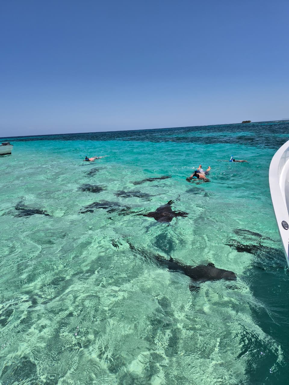 The East End Experience - Nurse Sharks Swim
